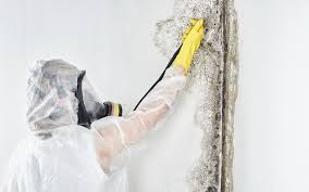 Best Mold Documentation for Insurance Claims  in Delta, CO